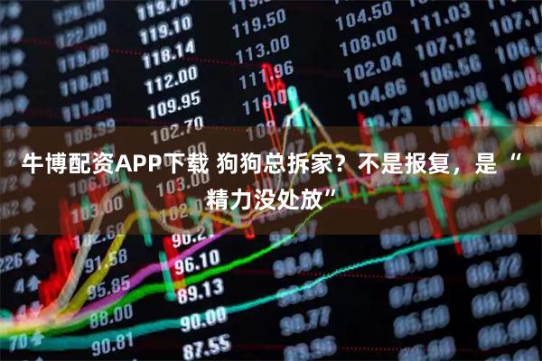 牛博配资APP下载 狗狗总拆家？不是报复，是 “精力没处放”